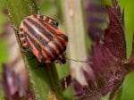 Foto: Streifenwanze (Autor: Dr. A. Pardey)