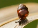 Foto: Sumpf-Windelschnecke (Autor: Dr. A. Pardey)