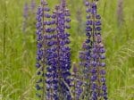 Foto: Vielblättrige Lupine (Autor: Dr. A. Pardey)
