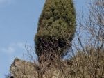 Foto: Wacholder (Autor: Dr. A. Pardey)