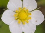 Foto: Wald-Erdbeere (Autor: Dr. A. Pardey)