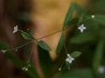 Foto: Wald-Labkraut (Autor: Dr. A. Pardey)