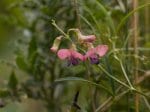 Foto: Wald-Platterbse (Autor: Dr. A. Pardey)