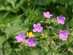 Foto: Wald-Storchschnabel (Autor: Dr. A. Pardey)