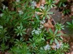 Foto: Waldmeister (Autor: Dr. A. Pardey)