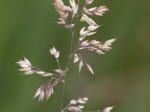 Foto: Weiches Honiggras (autor: Dr. A: Pardey)