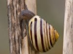 Foto: Weißmündige Bänderschnecke, Garten-Schnirkelschnecke (Autor: Dr. A. Pardey)