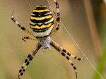 Foto: Wespenspinne (Autor: A. Pardey)