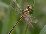 Foto: Westliche Keiljungfer (Autor: Dr. A. Pardey)
