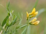 Foto: Wiesen-Platterbse (Autor: Dr. A. Pardey)