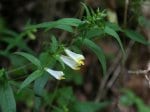 Foto: Wiesen-Wachtelweizen ( Autor: Dr. A. Pardey)