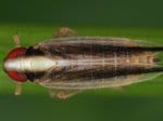 Foto: Wollgras-Spornzikade (Autor: G. Kunz)