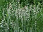 Foto: Wolliges Honiggras (Autor: Dr. A. Pardey)