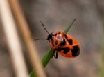 Foto: Zierliche Gemüsewanze (Autor: Dr. A. Pardey)