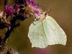 Foto: Zitronenfalter (Autor: Dr. A. Pardey)