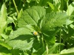 Foto: Zottiges Franzosenkraut (Autor: Dr. A. Pardey)