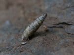 Foto: Zweizähnige Schließmundschnecke (Autor: A. Pardey)