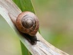 Foto: gefleckte Schnirkelschnecke (Autor: Dr. A. Pardey)