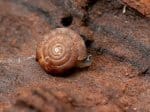 Foto: gefleckte Schüsselschnecke (Autor: Dr. A. Pardey)