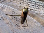 Foto: gefleckter Rückenschwimmer (Autor: Dr. A. Pardey)