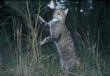 Fotofallen im Nationalpark Eifel: Über 50 Wildkatzen, 23. Mai 2006