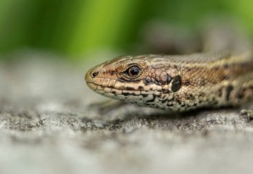 Fotoworkshop „Wildnis(t)räume“ im Nationalpark Eifel