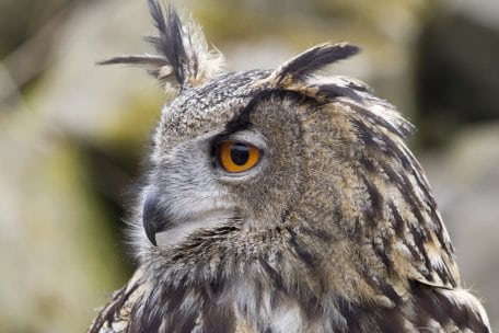 Für den Uhu bieten große Felsen in einer wenig gestörten Umgebung ideale Brutplätze.