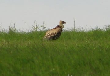 Gänsegeier im Nationalpark Eifel, 5. Juni 2006