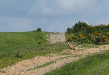Gänsegeier zu Besuch im Nationapark