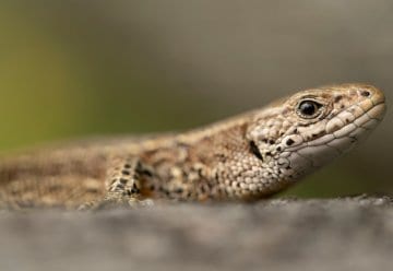 Ganztägiger Fotoworkshop im Nationalpark-Zentrum Eifel