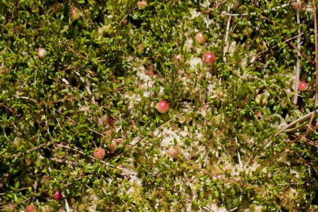 Gehört zu den Zwergsträuchern: Die Gemeine Moosbeere (Vaccinium oxycoccos).