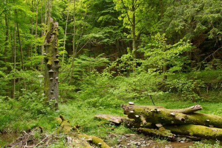 Gemäß des Nationalpark-Mottos "Natur Natur sein lassen" greift der Mensch auf einem immer größeren Teil des Nationalparks Eifel nicht mehr in die natürlichen Prozesse ein. Das kann - wie hier im Bild dargestellt - heißen, dass ein umgestürzter Baum liegen