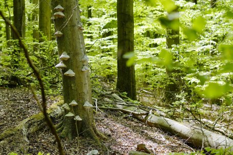 Gemäß des Nationalpark-Mottos "Natur Natur sein lassen" hält sich der Mensch immer mehr aus den natürlichen Abläufen heraus und überlässt die Natur im Nationalpark sich selbst.