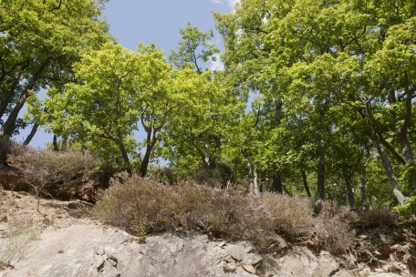 Géologiquement parlant, la roche qui les compose est de la grauwacke, de l’argilite ou du grès, c’est-à-dire toujours des pierres siliceuses et pauvres en calcaire.