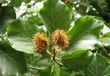 „German Jungle“ – „Deutscher Dschungel“ in der Eifel