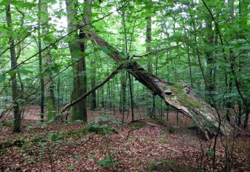Gesundheitstipp: Bäume im Wohnumfeld erhöhen Wohlbefinden