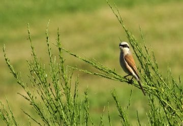 Gezielte Pflegearbeiten erhalten Lebensräume für seltene Vogelarten im Nationalpark Eifel 