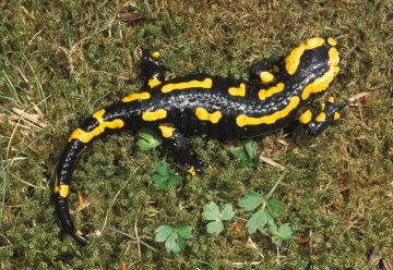 Gib mir einen Namen! Nimm am Wettbewerb teil.