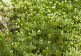 Gibt dem "Waldmeister-Buchenwald" seinen Namen: Galium odoratum, der Waldmeister.