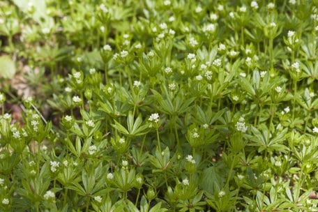 Gibt dem &quot;Waldmeister-Buchenwald&quot; seinen Namen: Galium odoratum, der Waldmeister.