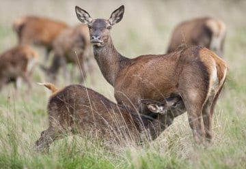 „Girl’s Day“ im Nationalpark Eifel: Im Einsatz für Wald und Wildtiere 