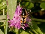 Große Sumpfschwebfliege (Autor: Dr. A. Pardey)