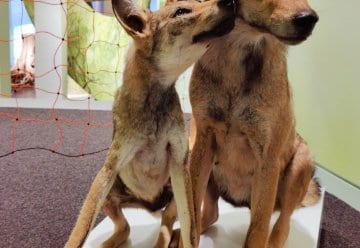 Gut vorbereitet auf Isegrims Rückkehr