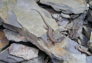 Hier fehlt noch eine Beschreibung