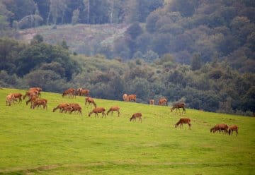 Hirsche: Große Kämpfer oder sanfte Riesen?