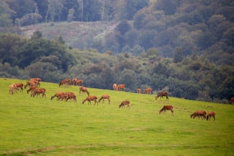 Im Anschluss an die Führung durch die Erlebnisausstellung „Wildnis(t)räume“ geht es am 6. Oktober mit Ranger auf die Dreiborner Hochfläche, wo sich die Rothirsche mit etwas Glück in ihrem natürlichen Lebensraum beobachten lassen.
