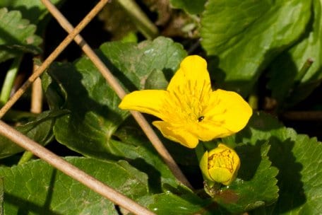 Im Frühjahr blüht die Sumpf-Dotterblume (Caltha palustris) in einem auffälligen Gelb.