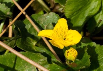Im Frühjahr blüht die Sumpf-Dotterblume (Caltha palustris) in einem auffälligen Gelb.