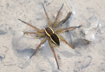 Im Gegensatz zu anderen Spinnen ist die Gerandete Jagdspinne (Dolomedes fimbriatus) eine aktive Jägerin: Sie überwältigt Kleininsekten im Laufen.
