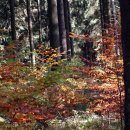 Im Herbst hat die Nationalparkverwaltung 800 Kilo Buchecker als Gengut gesichert.